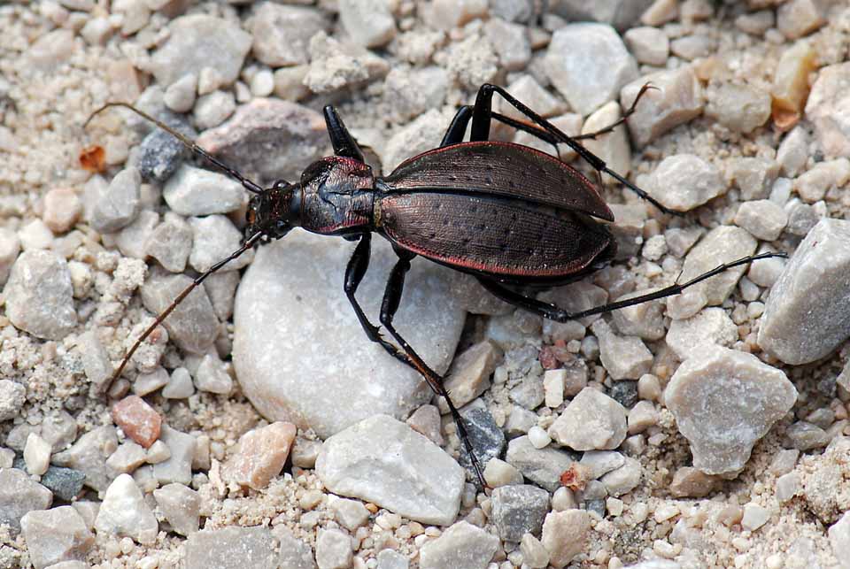 Carabidae da ID: Carabus creutzeri kircheri